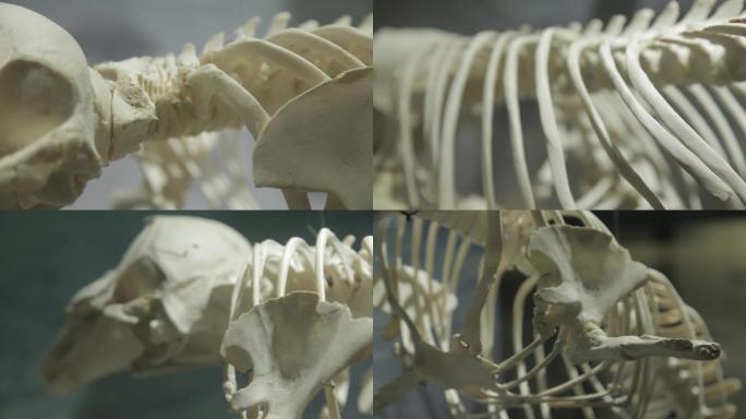 动物骨架