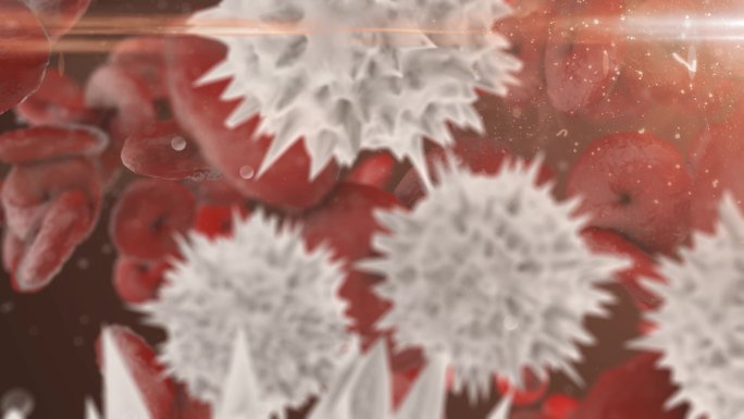 静脉、动脉或毛细血管中的红细胞和白细胞