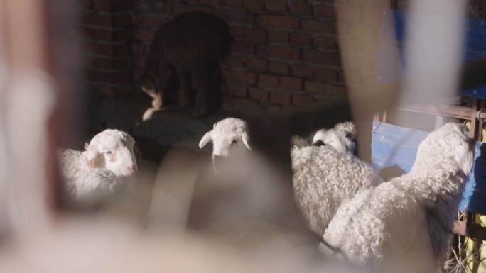 牧场农场羊羔羊群温暖羊进食羊圈牧羊畜牧