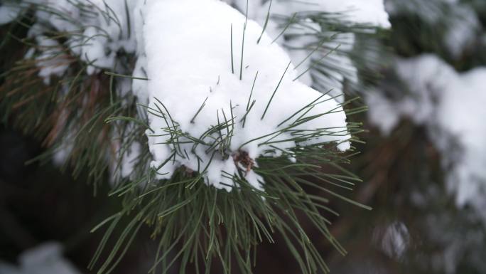 大雪覆盖的松树