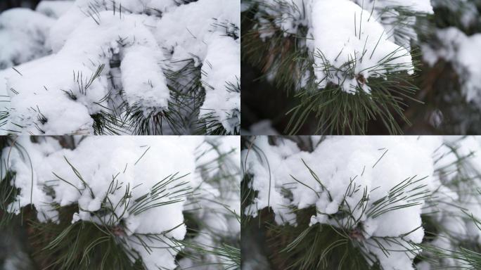 大雪覆盖的松树