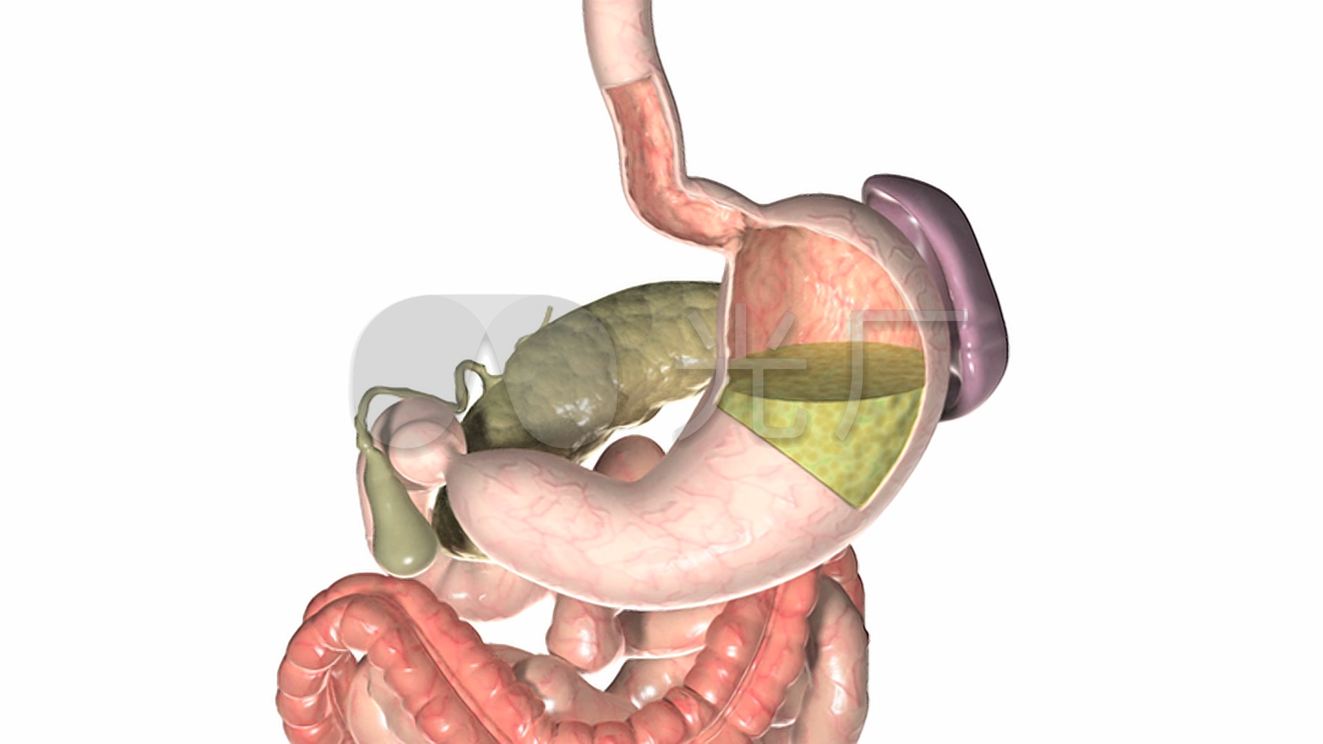 手绘人体器官胃插画图片-图行天下素材网