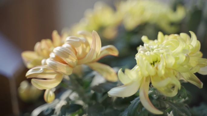 菊花 重阳节 秋季 秋高气爽 黄色 特写