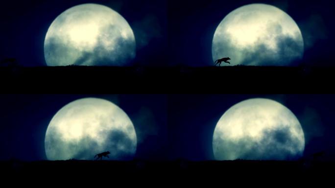 狼在月圆之夜奔跑孤独嚎叫