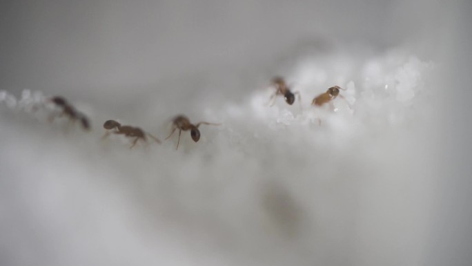 蚂蚁 特写 蚂蚁搬家 进食 昆虫 生物