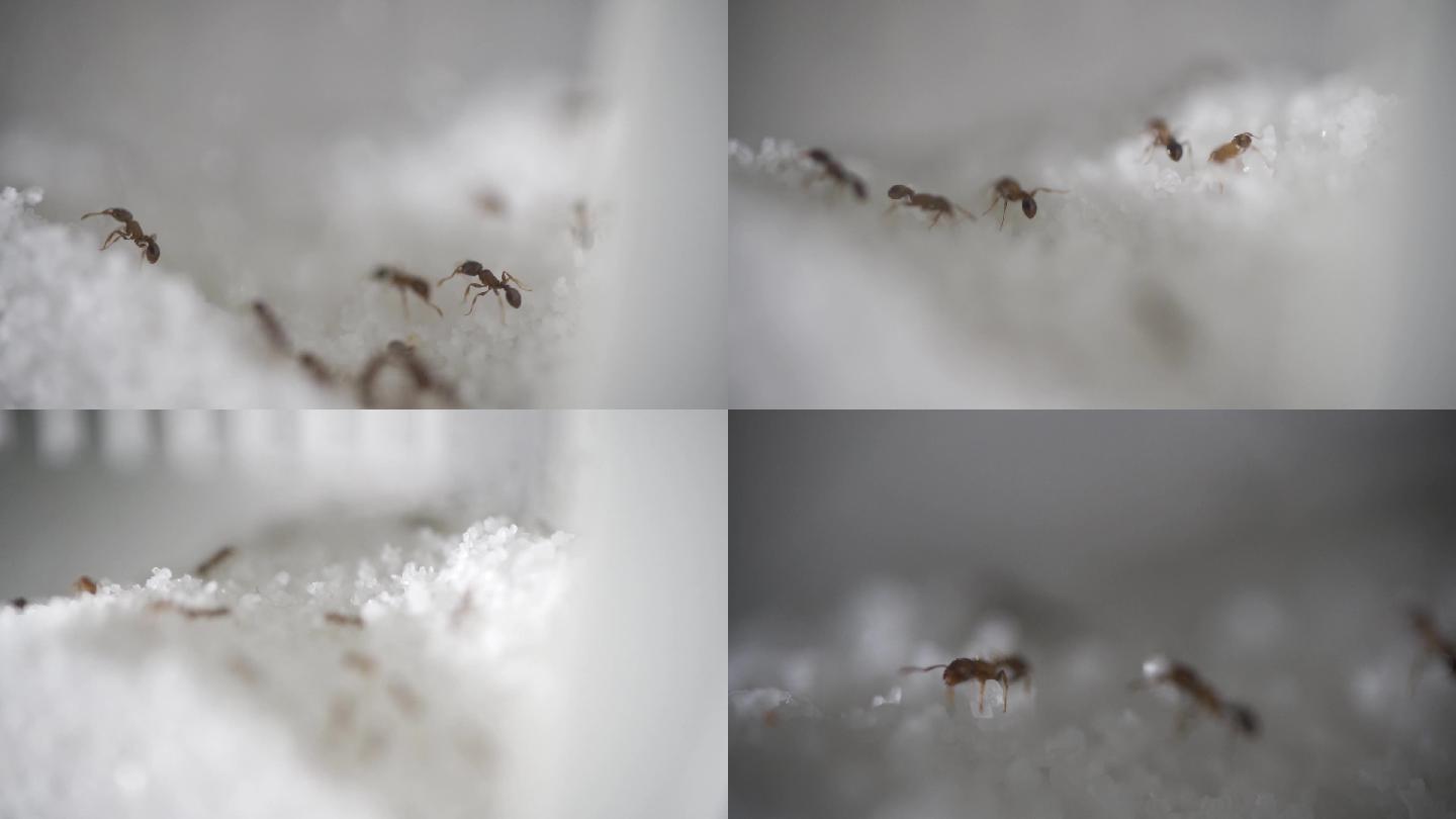 蚂蚁 特写 蚂蚁搬家 进食 昆虫 生物