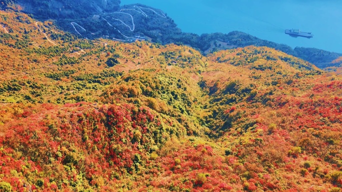 大气航拍重庆巫山三峡红叶