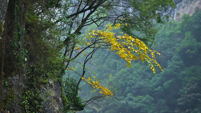 悬崖上的树木黄叶秋意