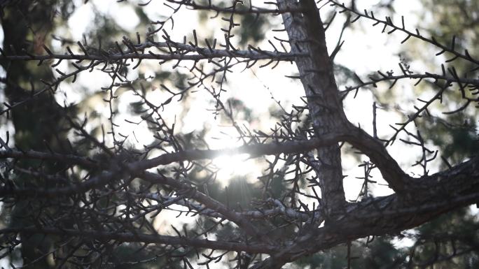 太阳透过树枝