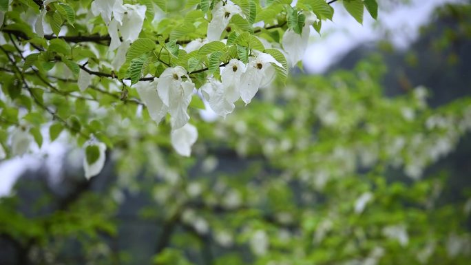 雾中的万亩鸽子花露放飞舞