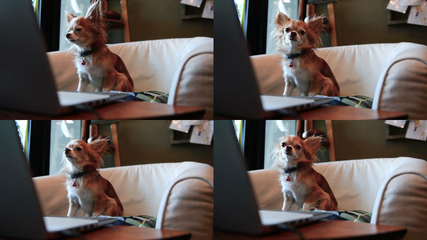 吉娃娃狗玩笔记本电脑