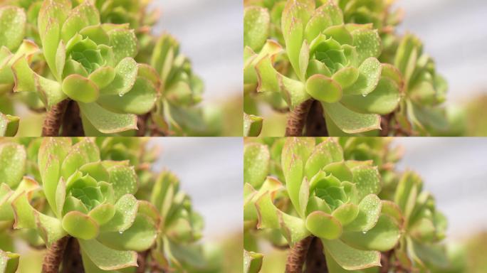 多肉植物特写画面