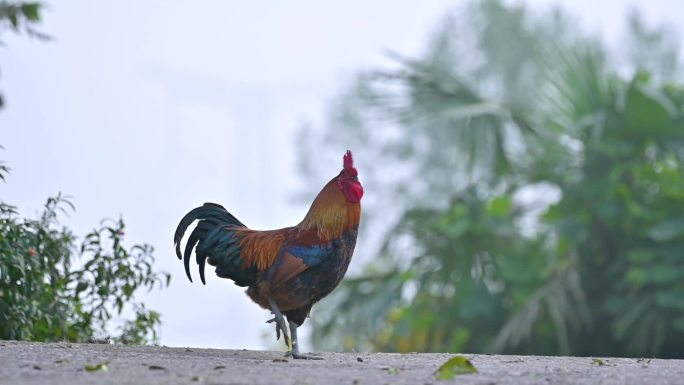 乡村环境公鸡打鸣