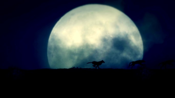 四只狼在满月背景下夜间奔跑