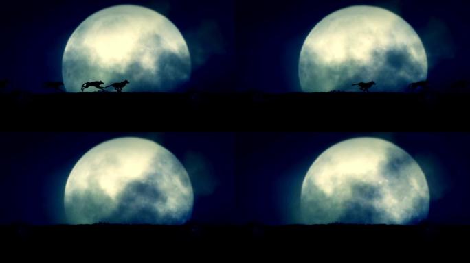 四只狼在满月背景下夜间奔跑