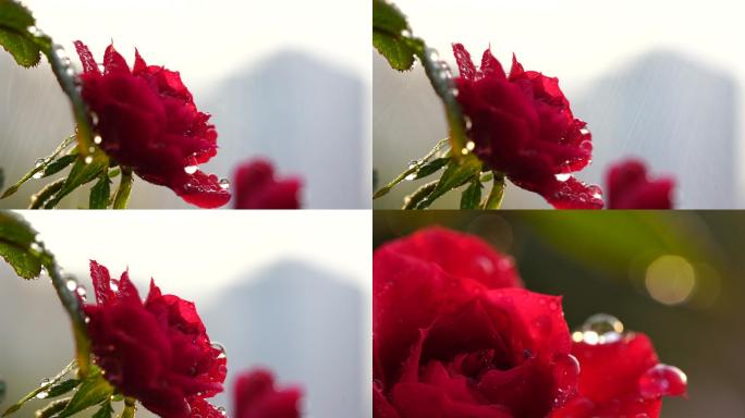 4k红色玫瑰上的水珠