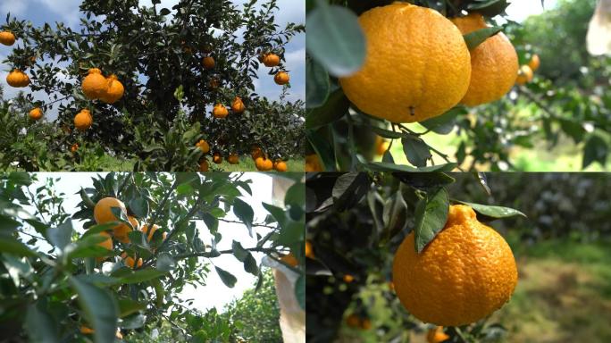 丑橘成熟丰收