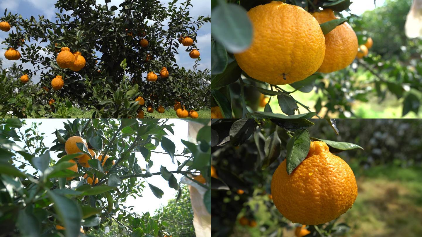丑橘成熟丰收