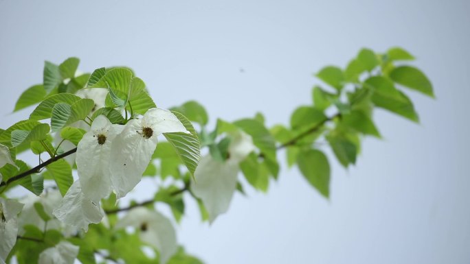 树林万亩鸽子花露放飞舞微风中