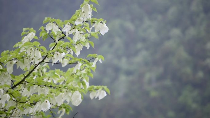 森林树林鸽子花露放风中飞舞