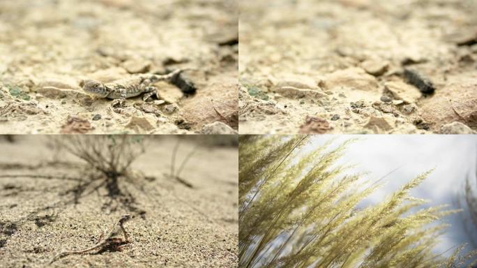 蜥蜴 沙漠 芦苇