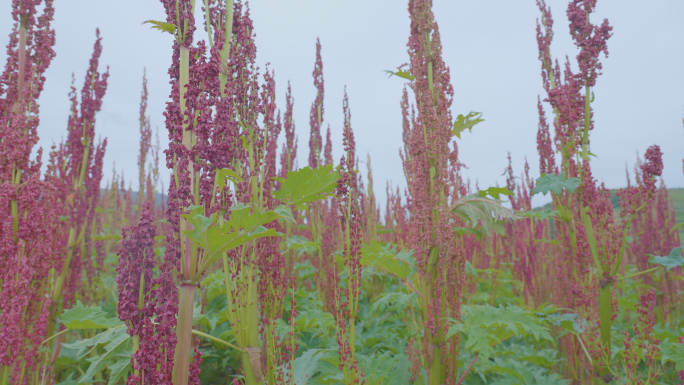 大黄——中草药种植