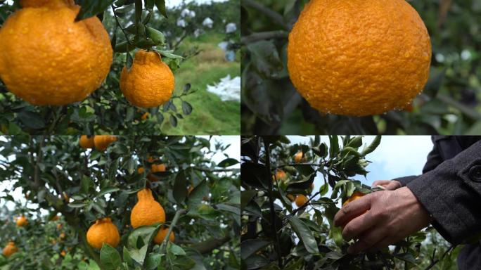 丑橘成熟丰收采摘