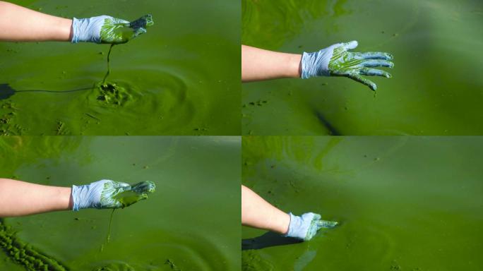 绿藻的河水