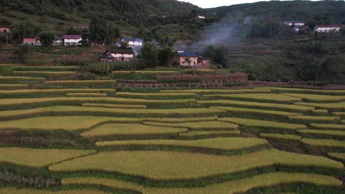 4K山区梯田水稻成熟丰收航拍视频