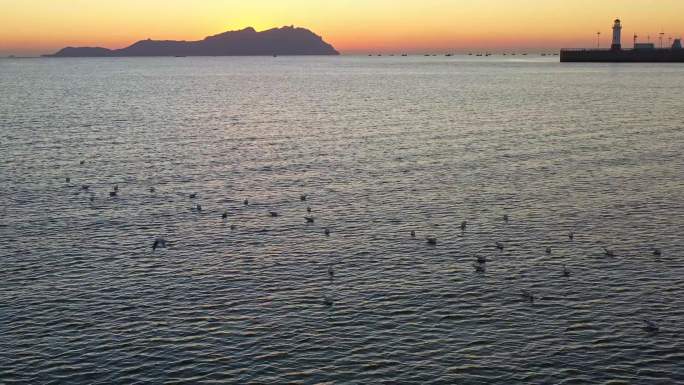 西海岸清晨海鸥
