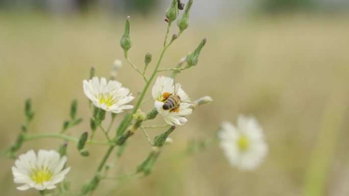 小雏菊 蜜蜂 采蜜 野外 大自然 田野