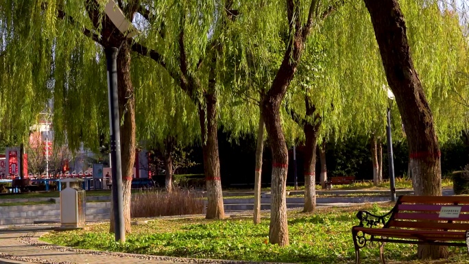 公园柳树下的长椅B