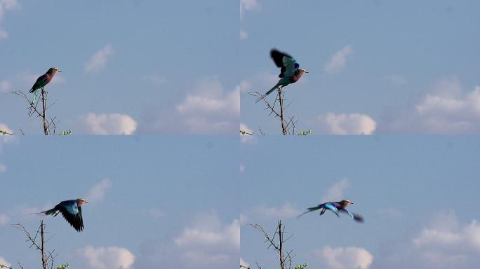 鸟从树枝上起飞超级慢镜头咱吃高飞空中飞翔