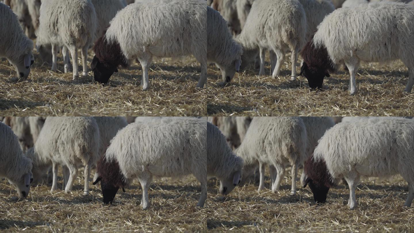 羊群绵羊吃草放牧黑脸羊