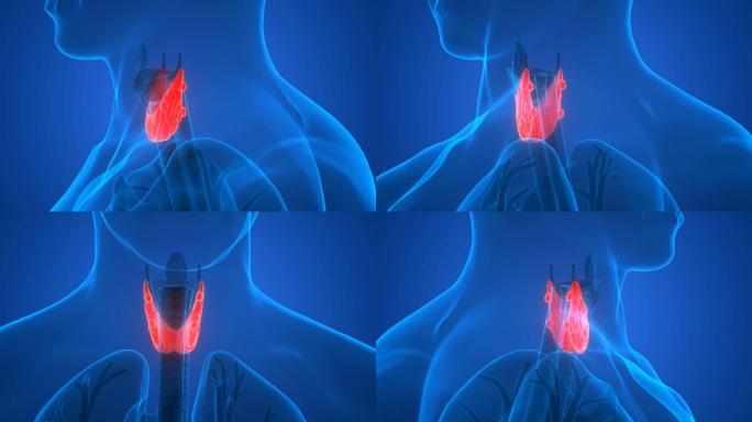 人体腺体解剖学（甲状腺）
