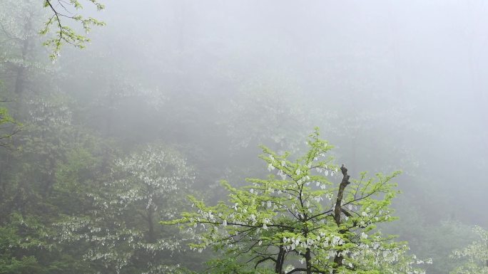 雾中的万亩鸽子花露放飞舞