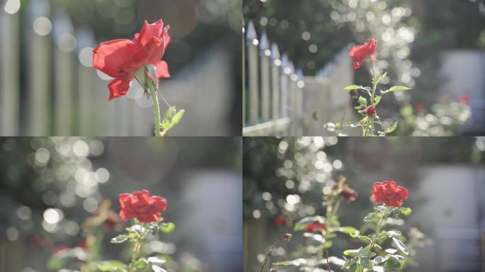 月季花 红玫瑰 花园 转场 空镜 骄傲