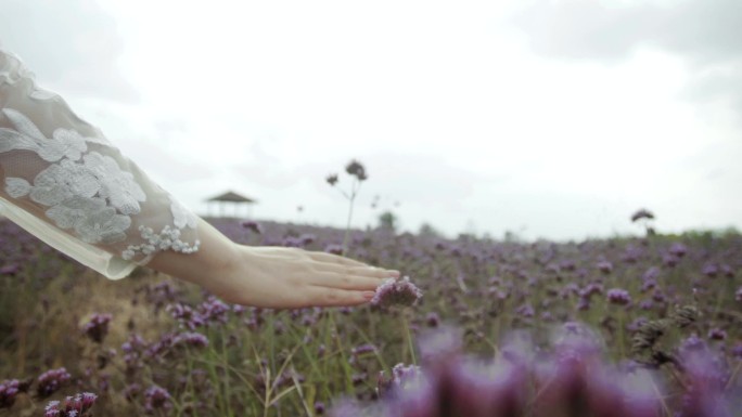 女生抚摸薰衣草