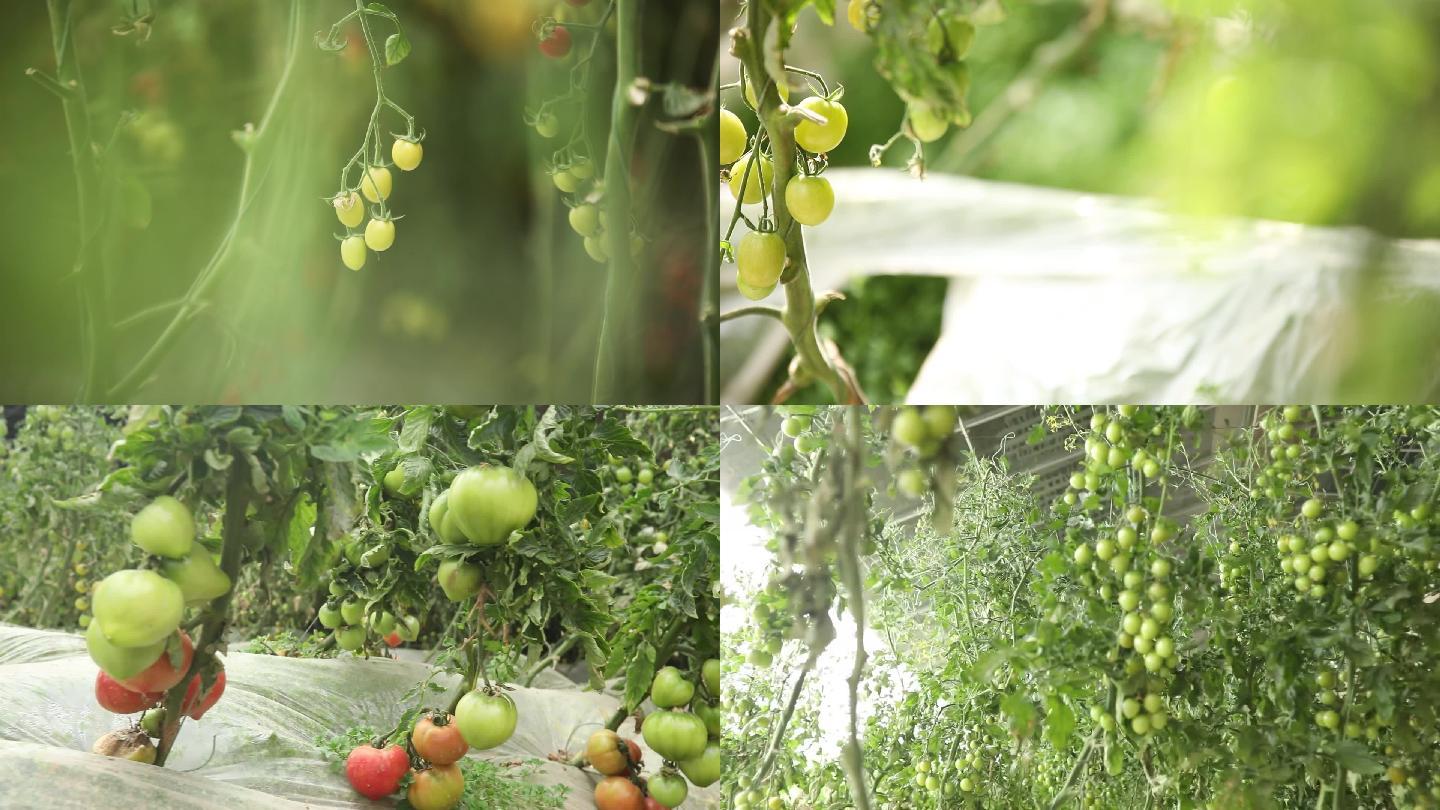 大棚圣女果小西红柿种植