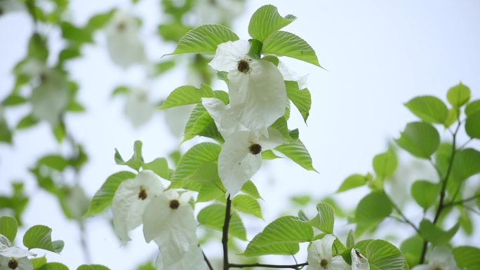 雾中的万亩鸽子花露放飞舞