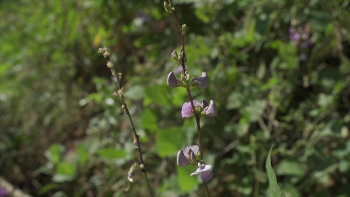 豆角花 野花 野草 野外 大自然 空镜