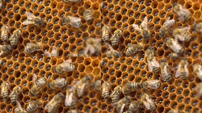蜜蜂将花蜜储存在蜂巢中