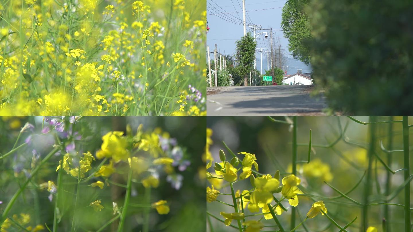 乡村春天路边小花