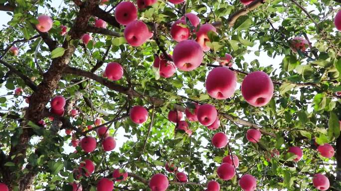 苹果园成熟丰收挂满枝头