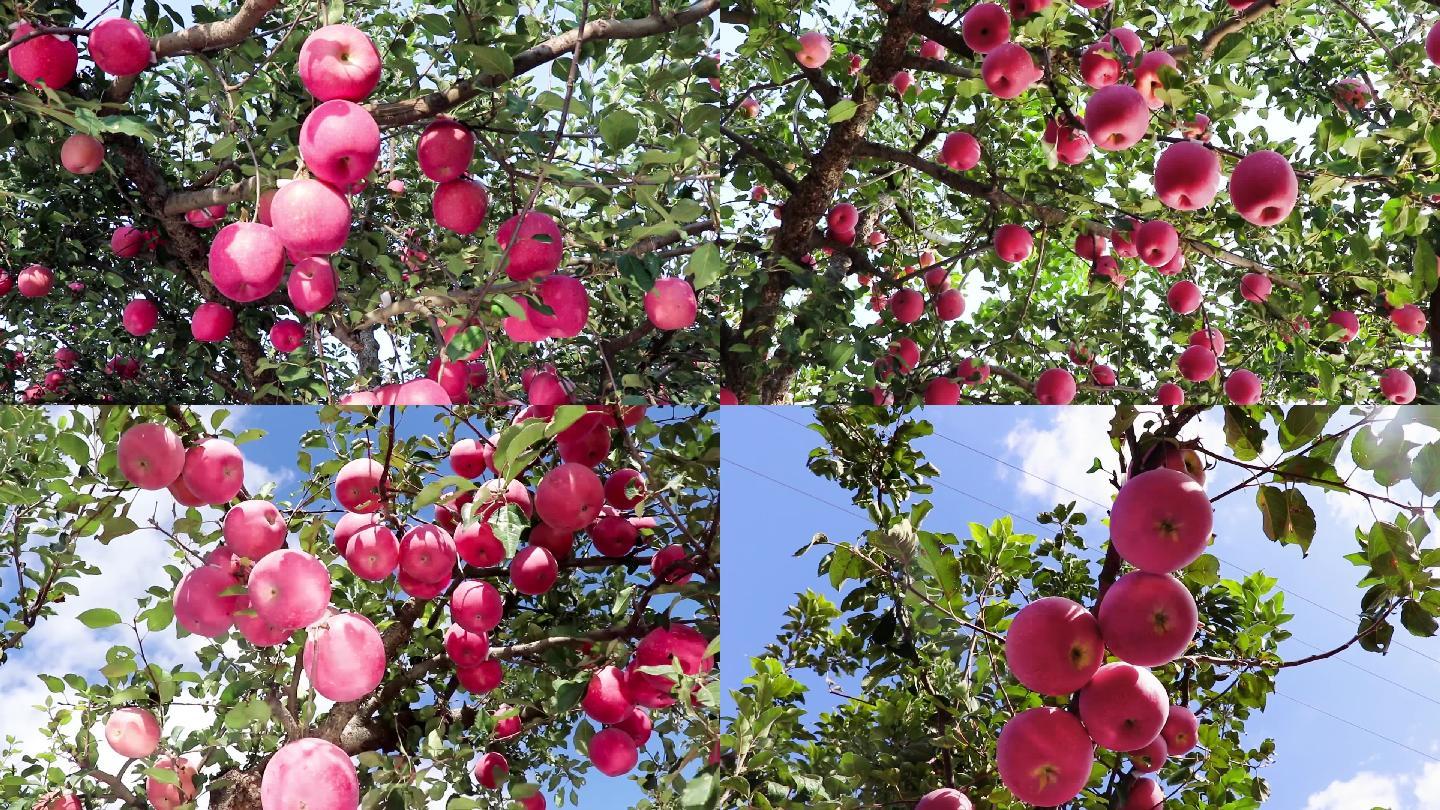 苹果园成熟丰收挂满枝头