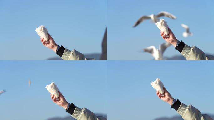 飞翔中来吃食的海鸥