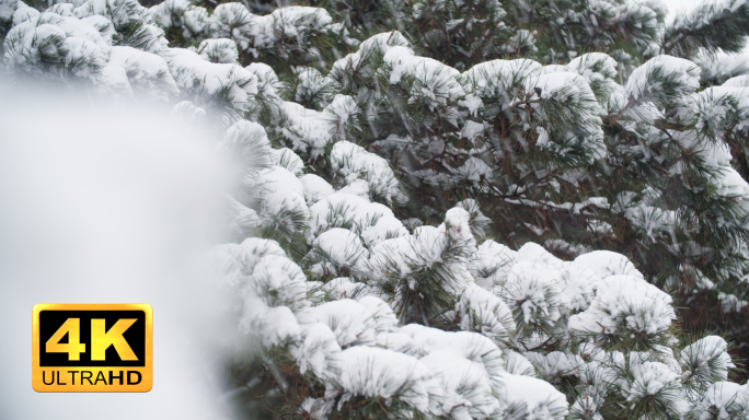 大雪纷飞_冬季降雪鹅毛大雪雪花纷飞