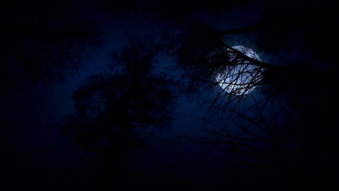 晚上满月在树下移动