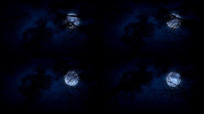 晚上满月在树下移动