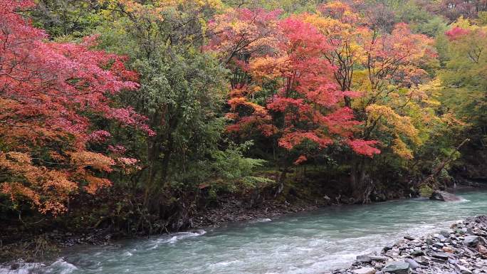 川西高原卧龙保护区彩林红中秋色溪流河水